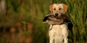 (Photo credit: http://www.doublepranch.com/blog/how-to-train-a-gun-dog-for-hunting-wildfowl/ )