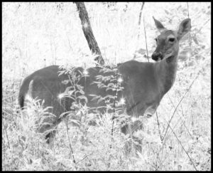 do-game-cameras-give-you-an-edge-or-take-away-the-sport-of-hunting