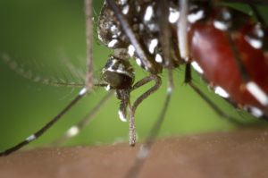 using-bug-repellant-helps-protect-against-viruses-like-zika