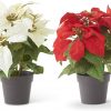 K&K Interiors Assorted 10.75 Inch Red And White Poinsettias #53388A
