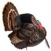 Dave Smith Strutter Turkey Decoy #STR