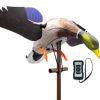 Higdon Outdoors Flasher Pro Mallard Flapper Decoy w/Remote Control - Waterfowl Duck Hunting Flagger